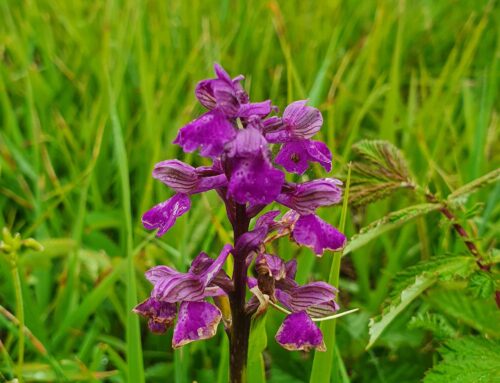 Peter Nachbaur – Orchideen-Wanderungen in Vorarlberg