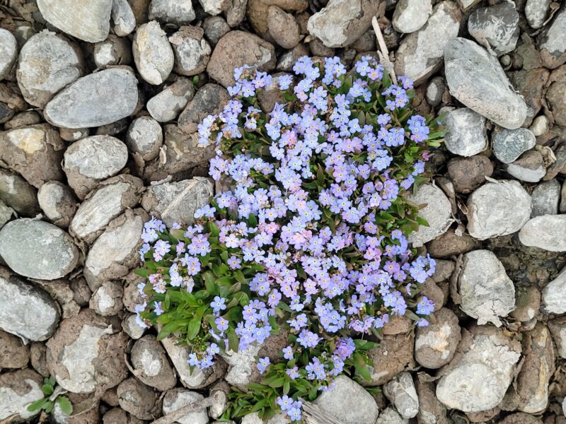 230419 (57) Mehrerau_NW Gebietsbegehung