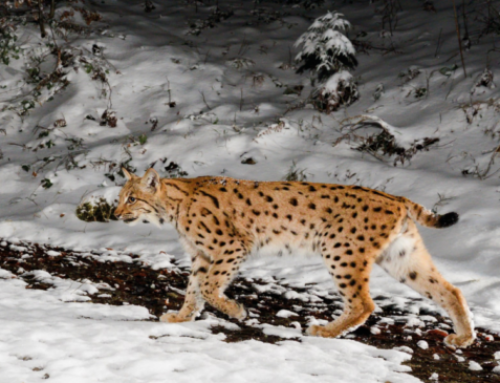 Luchs und Wildkatze in Vorarlberg